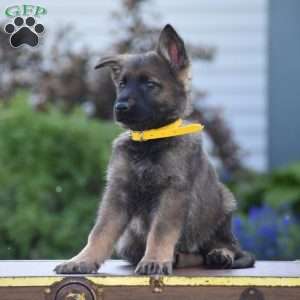 Lonnie, German Shepherd Puppy